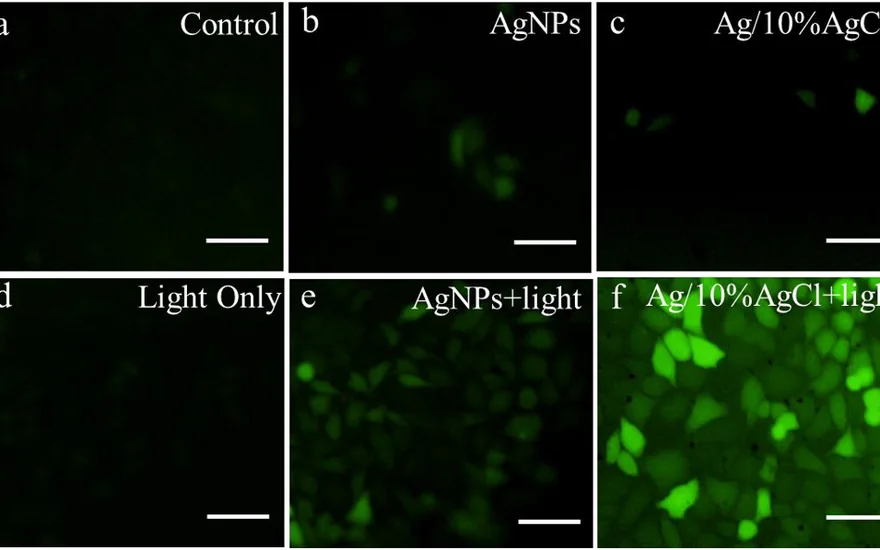 Fig. 6 of the paper: DCFH-DA fluorescence in HeLa cells; only Ag/10%AgCl nanoparticles under light illumination fill the cells with reactive oxygen species