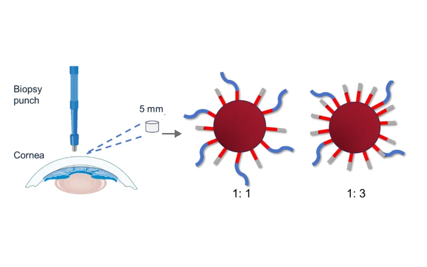 Figs. 1 and 2 of the paper: a 5 mm biopsy punch of cornea used as the SELEX target, and gold nanoparticles carrying the cornea aptamer at 1:1 and 1:3 aptamer-to-spacer ratios